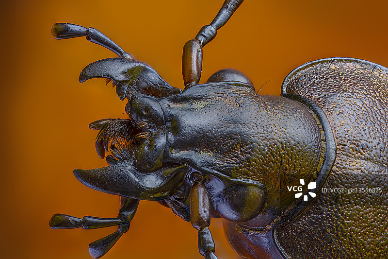 刻甲步甲图片素材