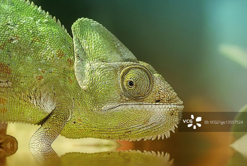 变色龙图片素材