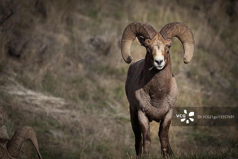 大角羊图片素材