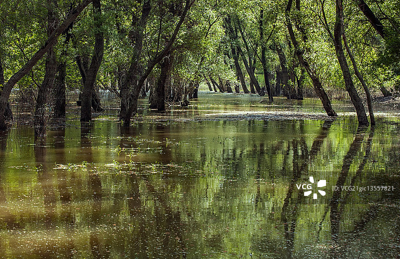 多瑙河洪泛区图片素材