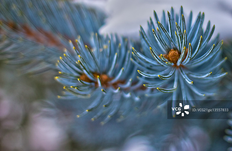 蓝云杉图片素材