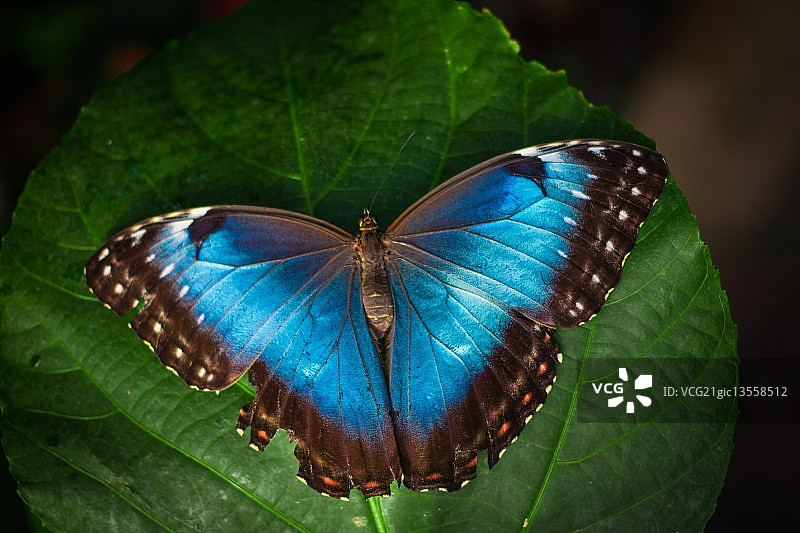 贝勒斯闪蝶图片素材