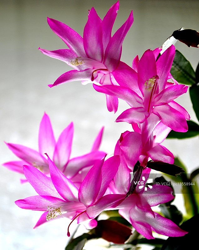 圣诞仙人掌花图片素材