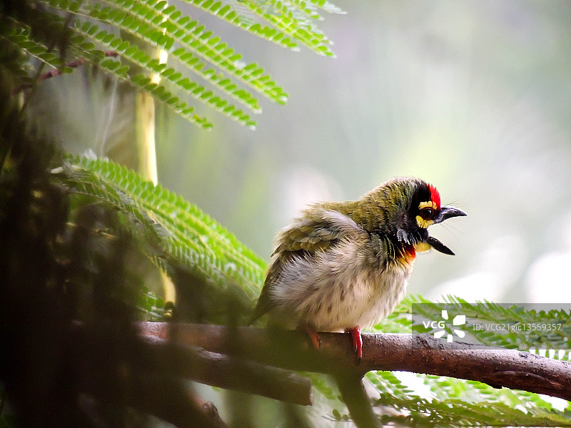 蓬松的拟鴷图片素材