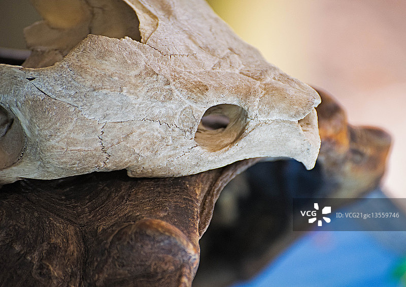 Ex水龟图片素材