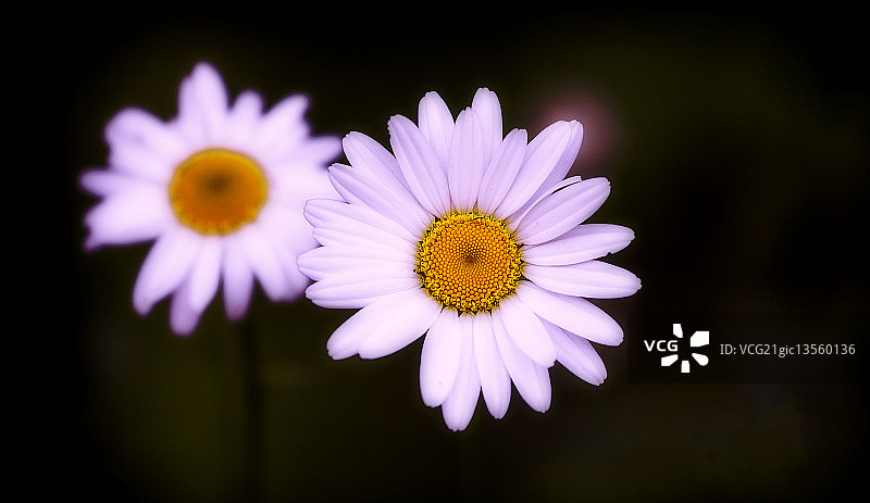 优雅的俄勒冈雏菊图片素材