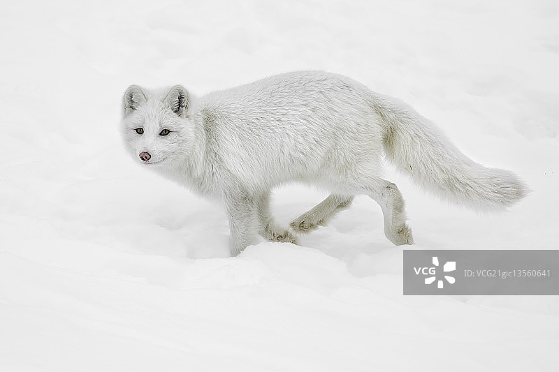 匆匆一瞥图片素材