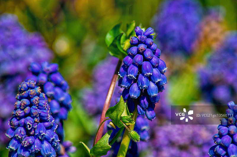 葡萄风信子图片素材