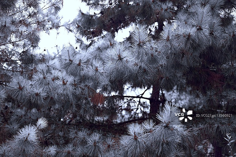 白松针图片素材