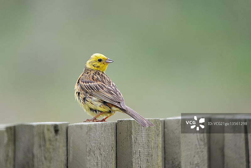 金翼啄木鸟图片素材