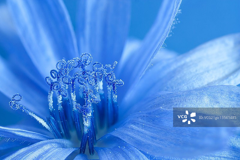 蓝色菊苣图片素材