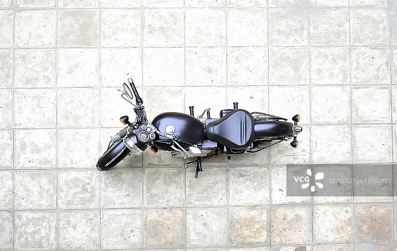 子弹蚁图片素材