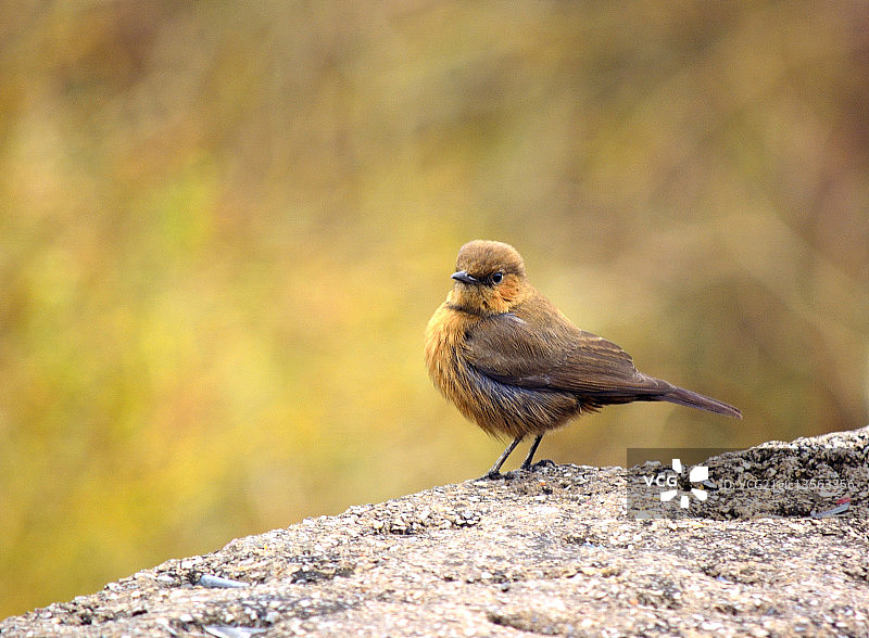 黑色红尾鸲图片素材
