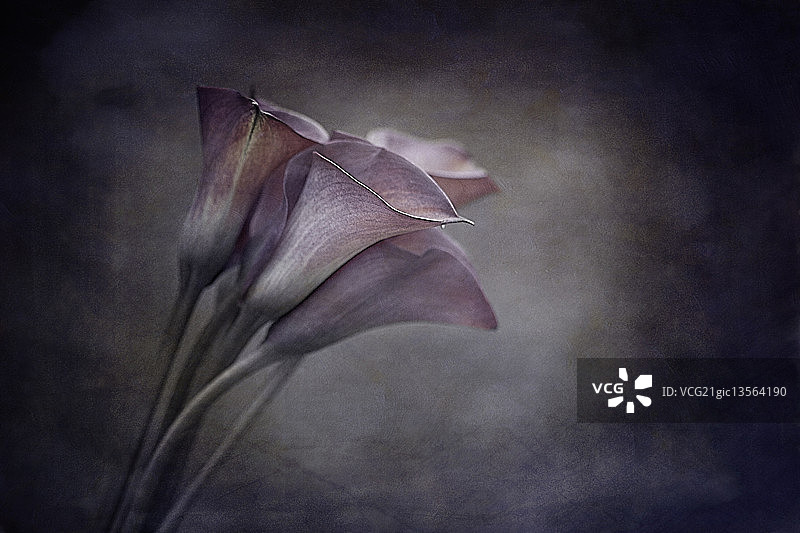 哀悼者图片素材