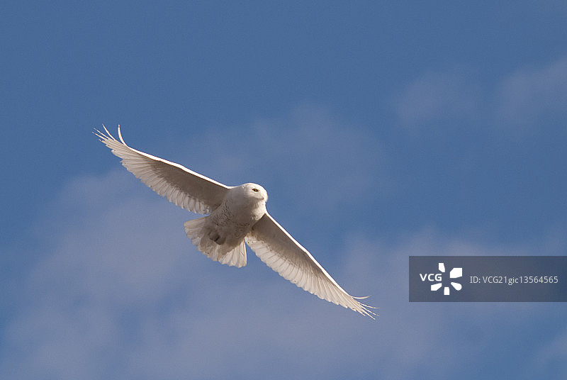 无声飞翔的雪鸮图片素材