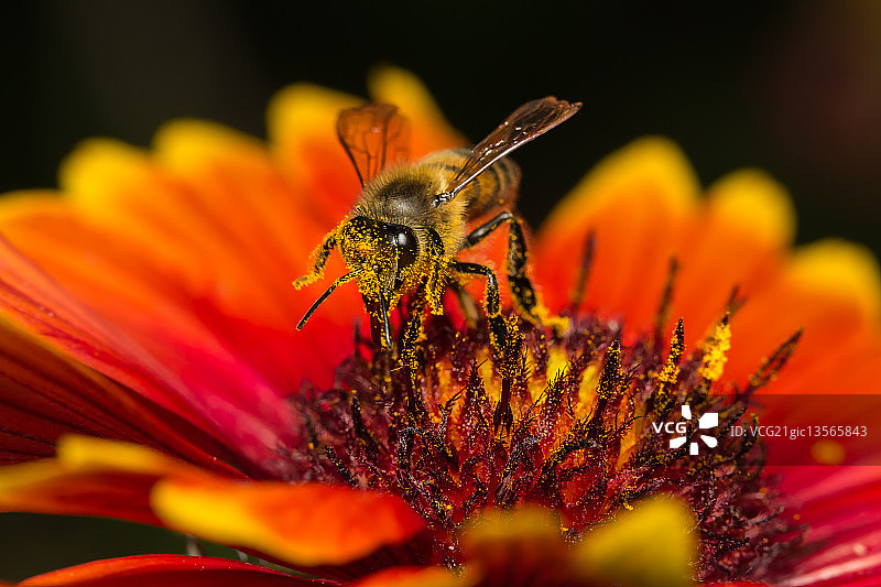 蜜蜂停留在 Gaillardia 花上图片素材