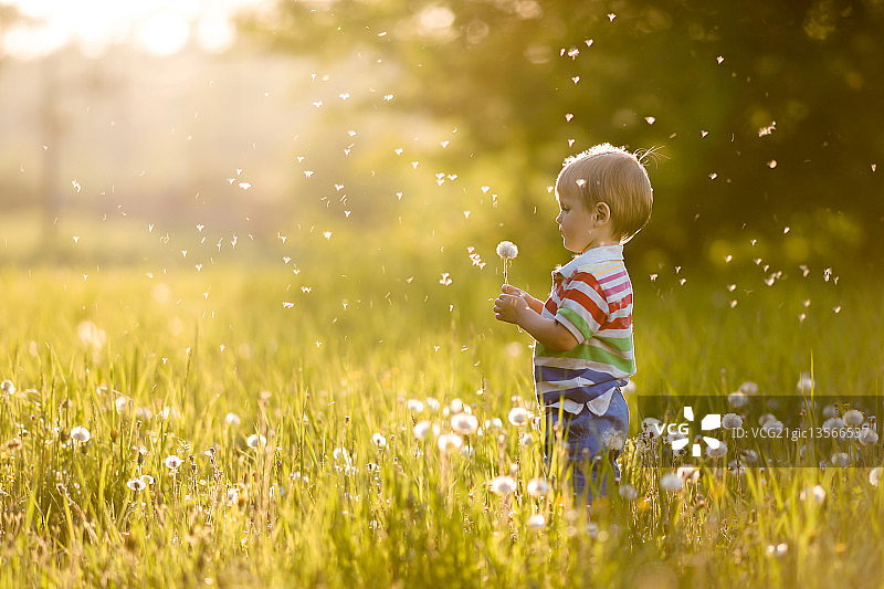 蒲公英图片素材