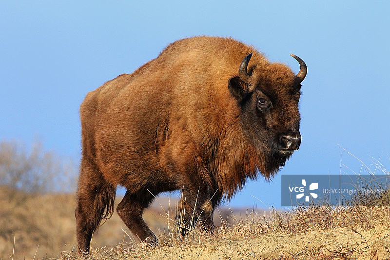 欧洲野牛图片素材