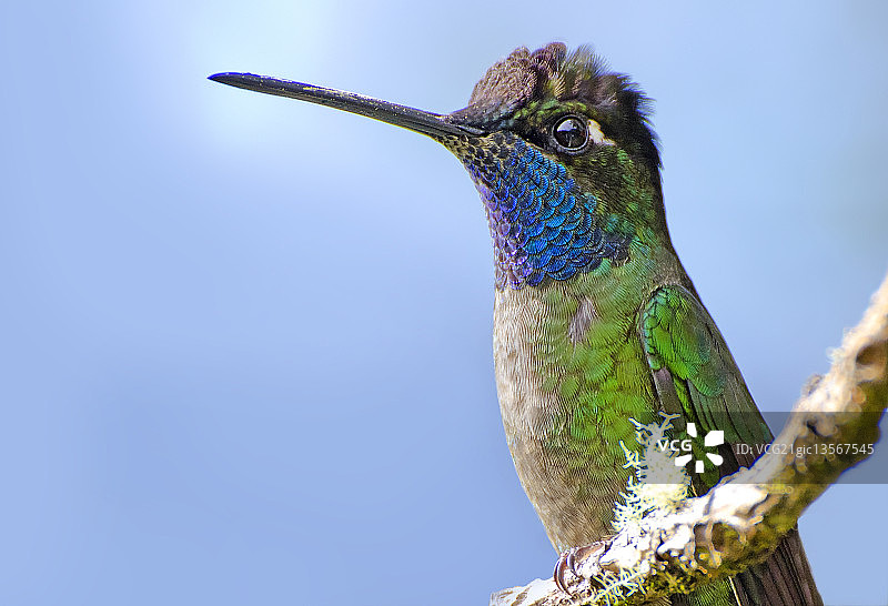 壮丽的蜂鸟图片素材