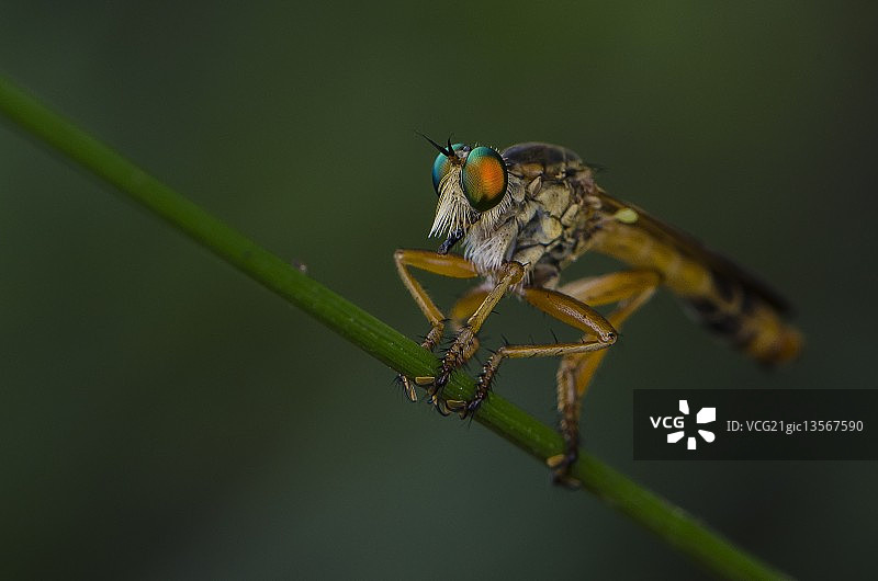 食虫虻图片素材
