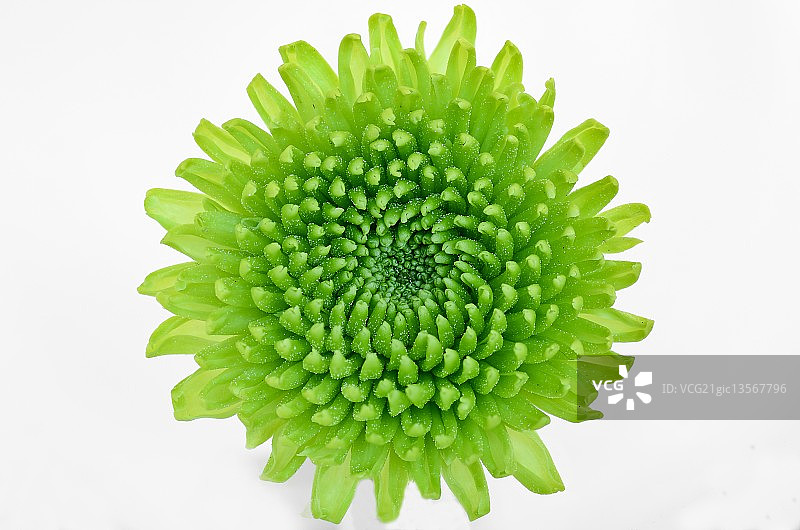 绿色花朵图片素材