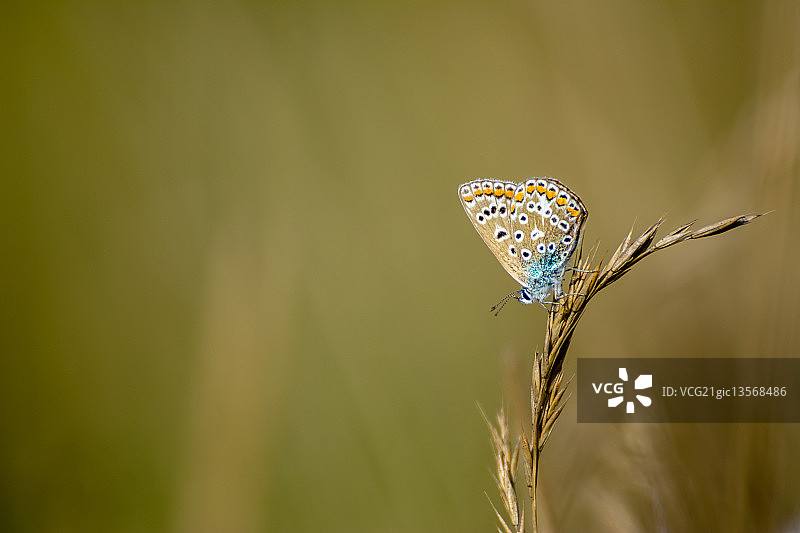 常见的蓝色蝴蝶图片素材