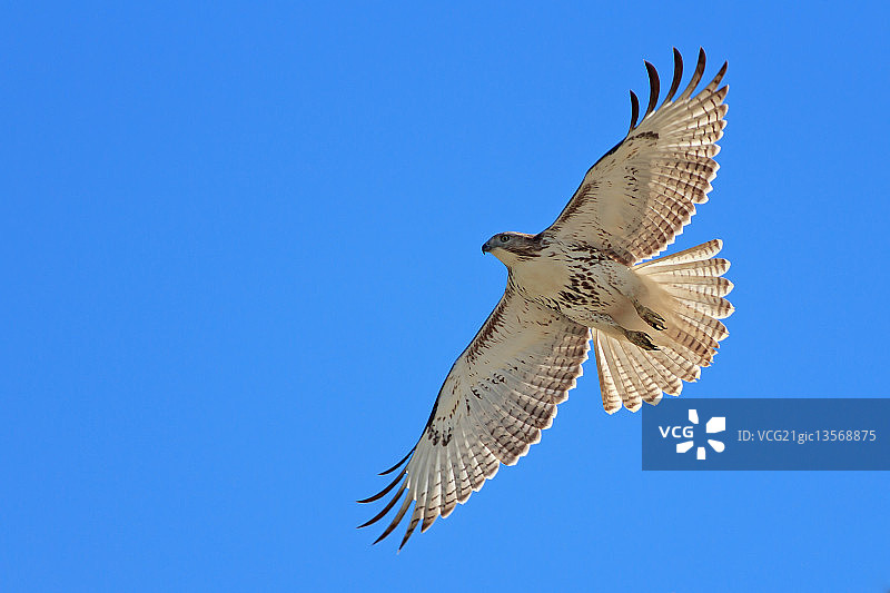 红尾鹰图片素材