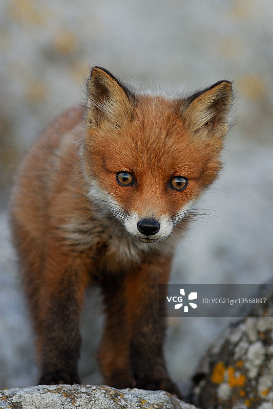 红狐幼崽图片素材