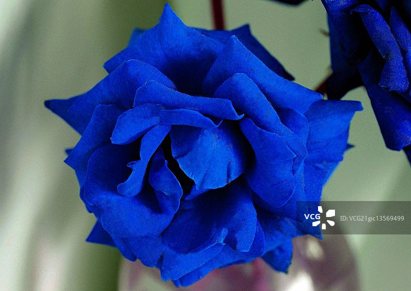 蓝色玫瑰花图片素材