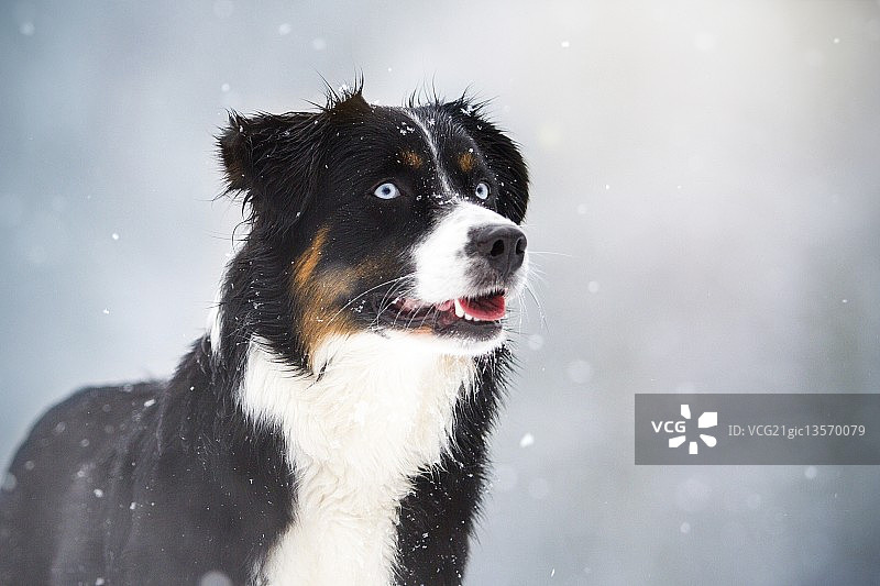 澳大利亚牧羊犬莱蒂图片素材