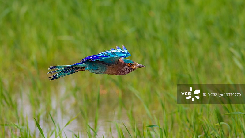 印度蓝喉蜂虎图片素材