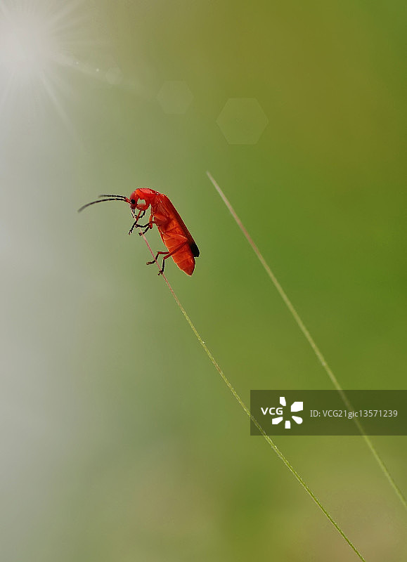 红色的图片素材