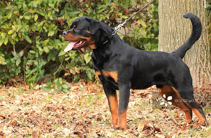 国王画像图片素材