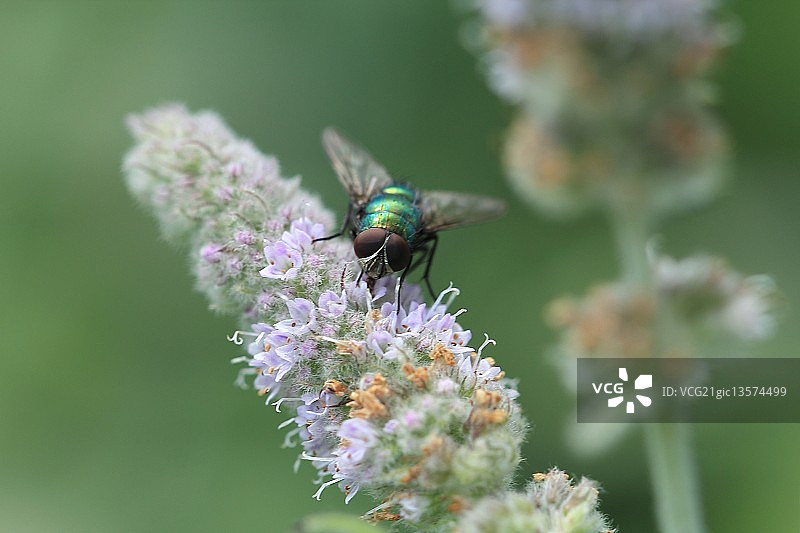 常见的绿蝇图片素材