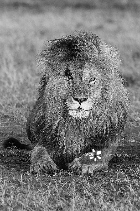 疤面煞星图片素材