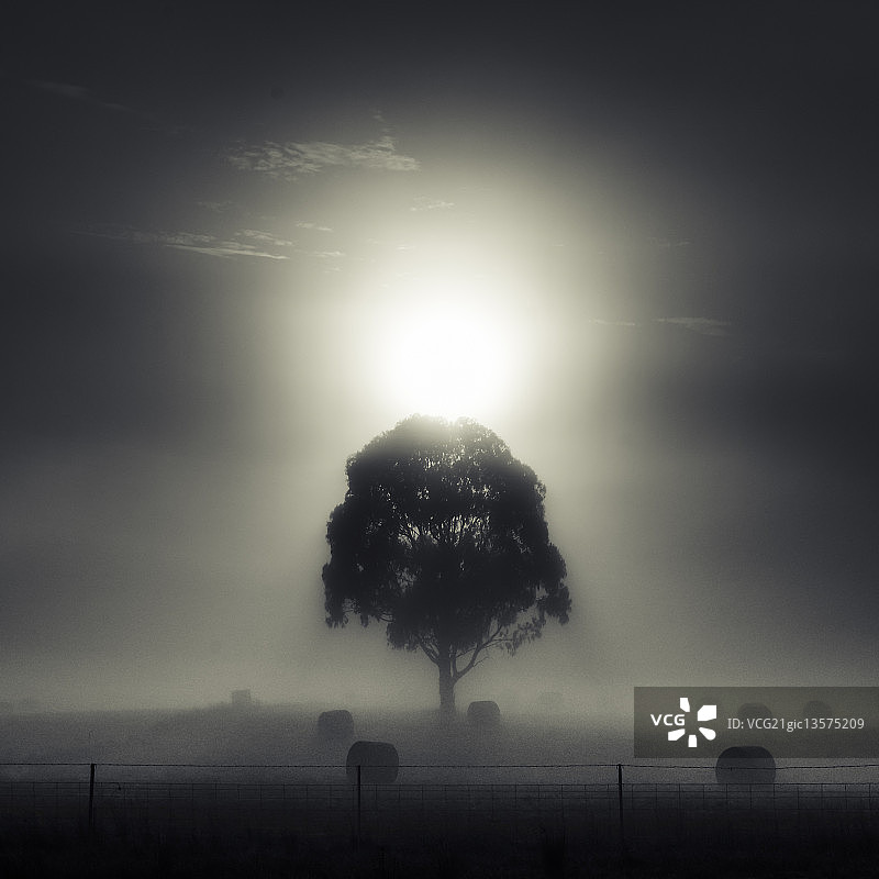 晨雾中吃草的干草捆图片素材