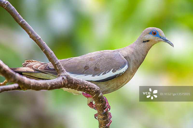 白翅鸽图片素材
