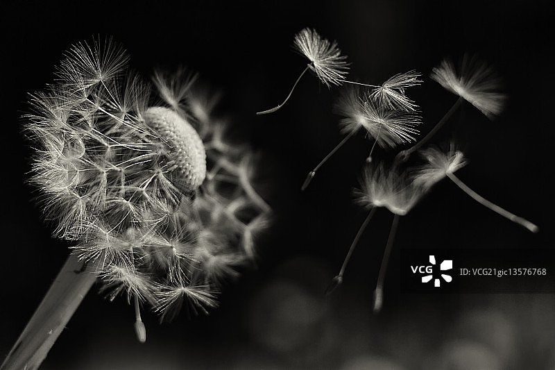 杜埃，法国图片素材