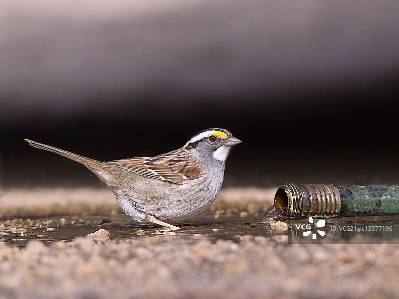 White-throated麻雀图片素材