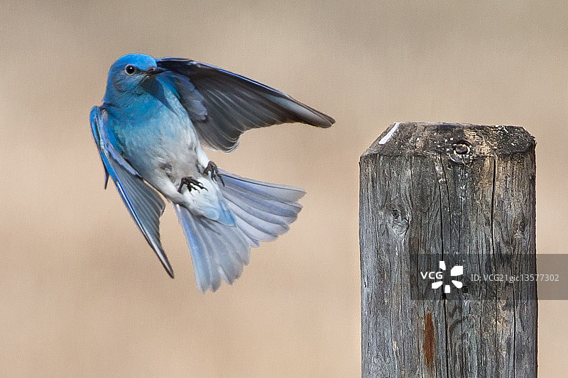 蓝色的鸟图片素材