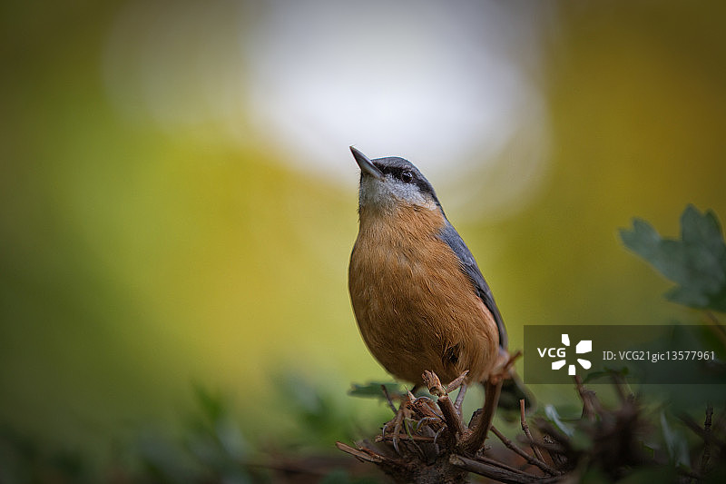 五子雀图片素材