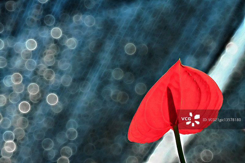 恋爱中的火烈鸟图片素材