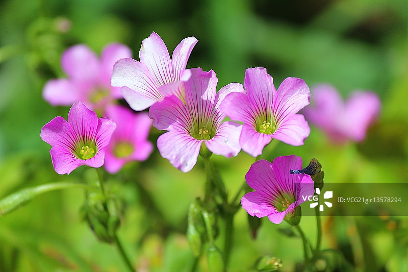 可以剪断所有的花朵，但无法阻止春天的到来（巴勃罗·聂鲁达：诗人与政治家）图片素材