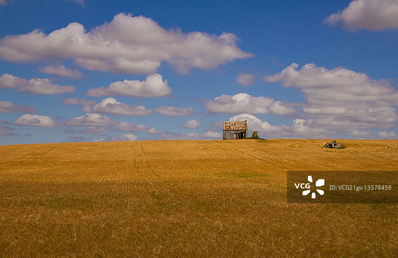 金色麦田里的旧棚屋图片素材