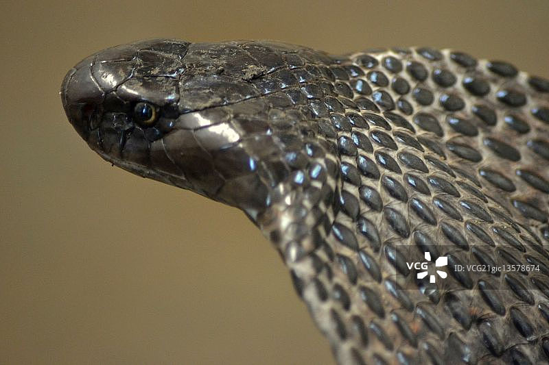 印度眼镜蛇图片素材