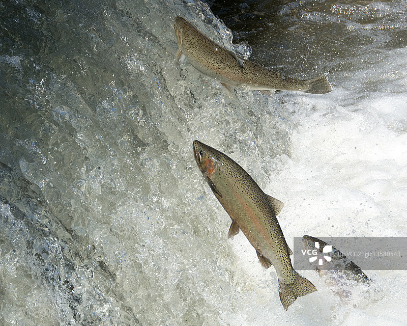 迁徙的虹鳟鱼图片素材