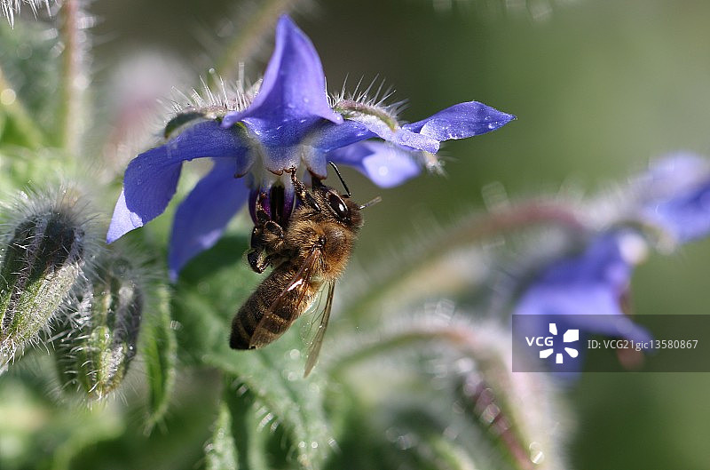 星花和蜜蜂图片素材