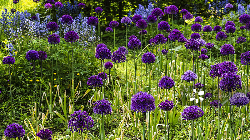 一片百子莲图片素材