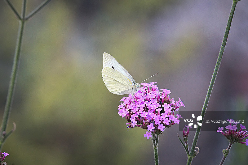 Rene Hilgers摄影作品图片素材