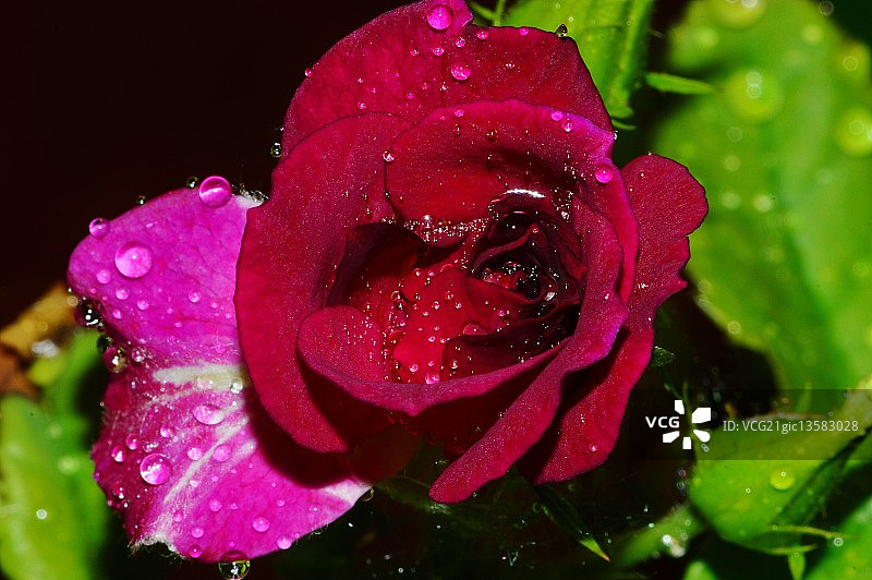 湿淋淋图片素材